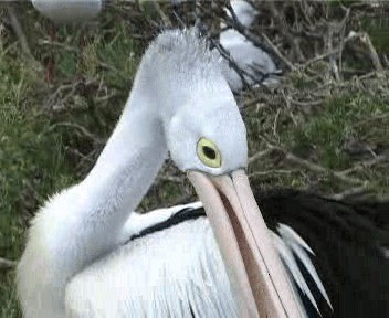 pelikán australský - ML201755301