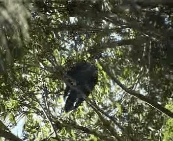 kakadu hnědohlavý - ML201755411