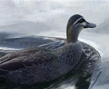 Pacific Black Duck - ML201755531