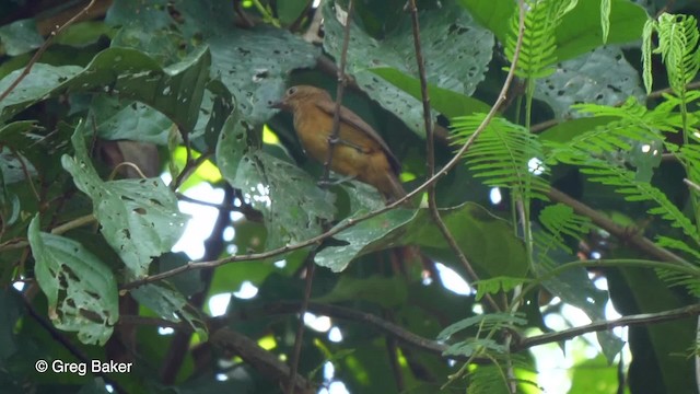 Flame-crested Tanager (Flame-crested) - ML201755681