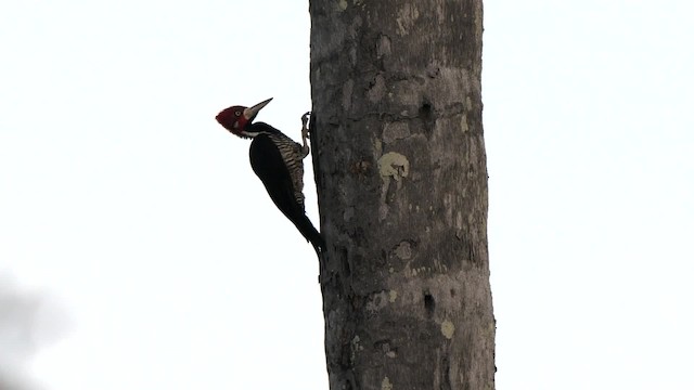 Crimson-crested Woodpecker - ML201755781