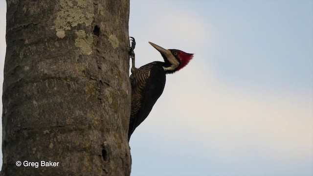 Crimson-crested Woodpecker - ML201755791