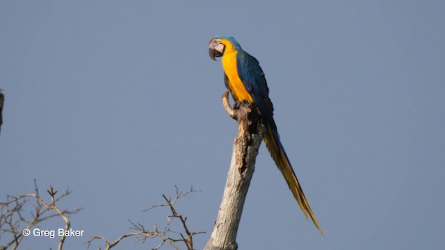 Blue-and-yellow Macaw - ML201756001