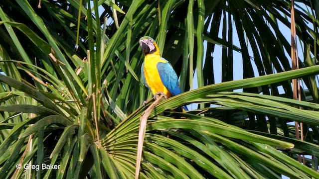 Blue-and-yellow Macaw - ML201756011