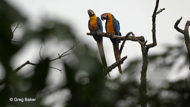 Blue-and-yellow Macaw - ML201756031