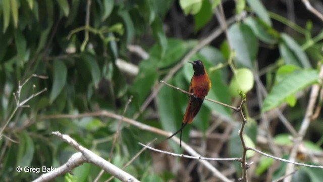 kolibřík topasovohrdlý - ML201756071