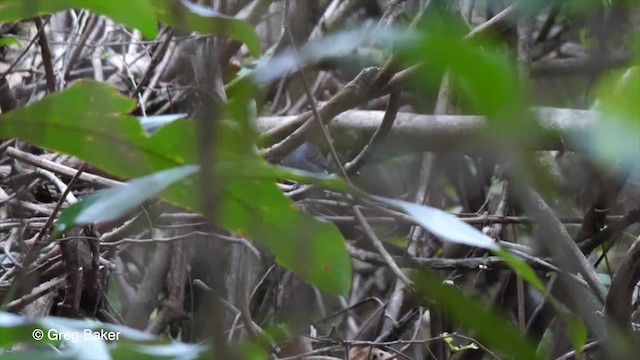 Band-tailed Antbird - ML201756181