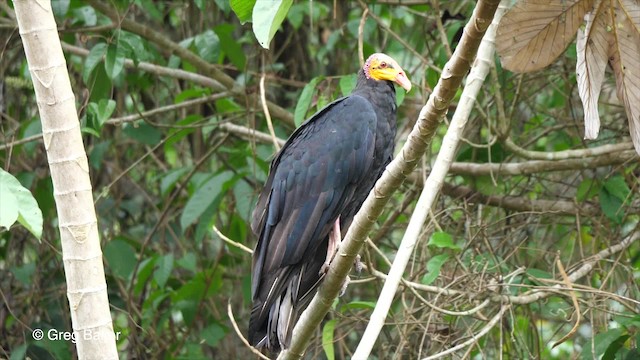 Greater Yellow-headed Vulture - ML201756201