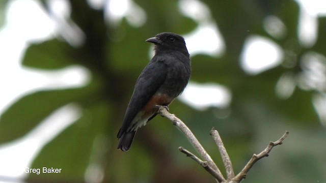 Swallow-winged Puffbird - ML201756211