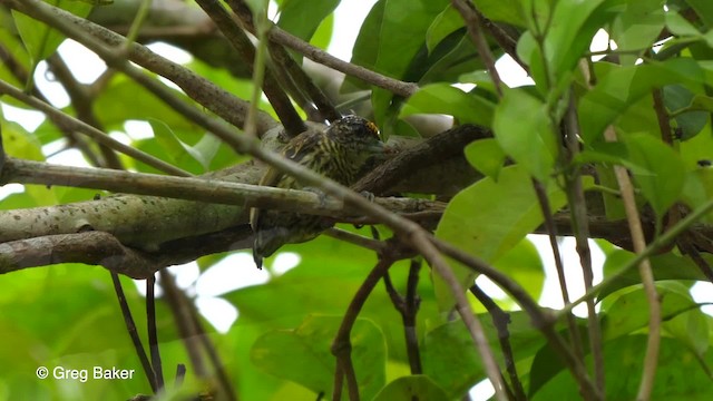 Bar-breasted Piculet - ML201756231