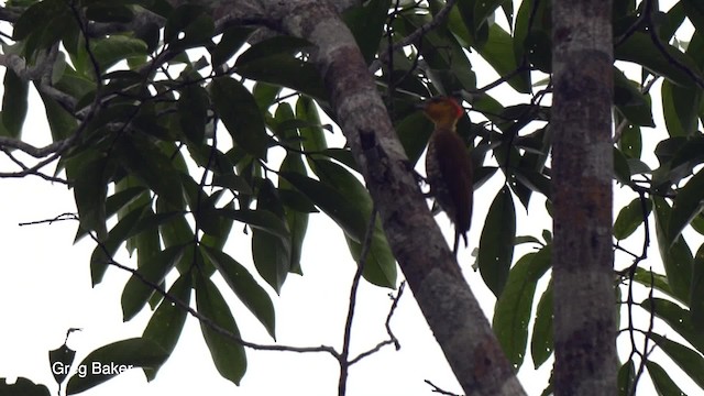 Yellow-throated Woodpecker - ML201756271