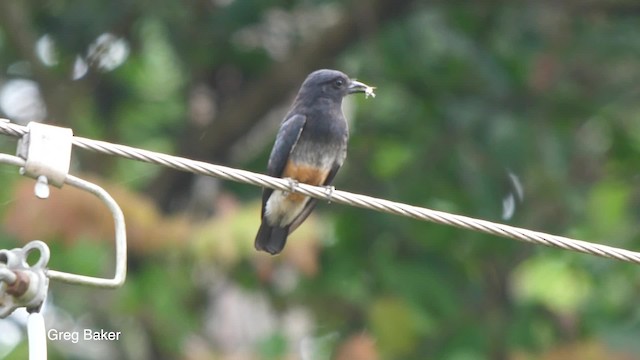 Swallow-winged Puffbird - ML201756311