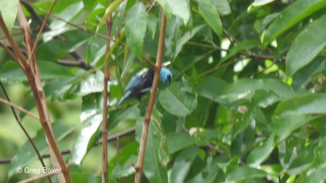 Blue-necked Tanager - ML201756351