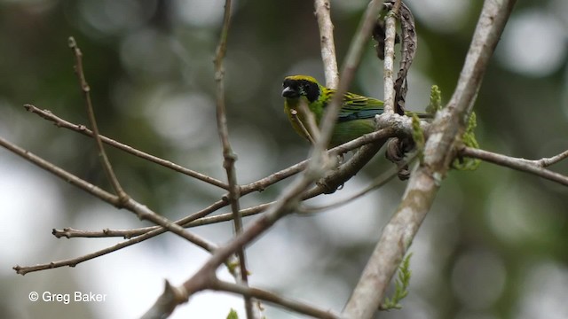 Green-and-gold Tanager - ML201756361