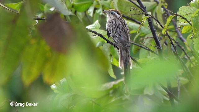  - Striped Cuckoo