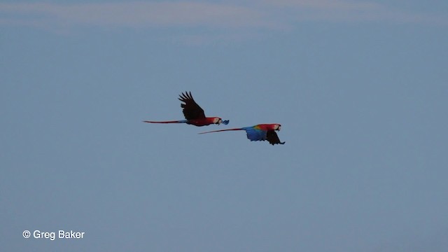 Scarlet Macaw - ML201756411