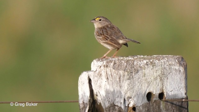 Grassland Sparrow - ML201756421
