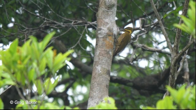 Golden-green Woodpecker (Spot-throated) - ML201756501