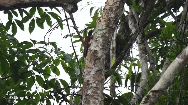 Chestnut Woodpecker - ML201756511