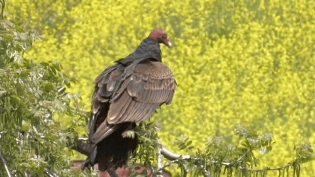 Turkey Vulture (Northern) - ML201756791