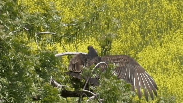 Turkey Vulture (Northern) - ML201756801
