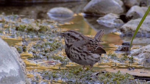 Song Sparrow (heermanni Group) - ML201757641