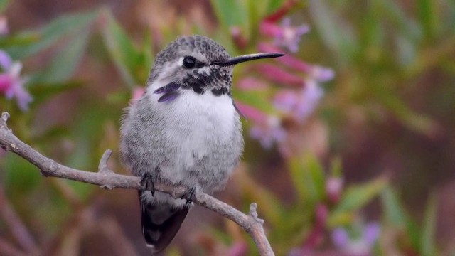 Costa's Hummingbird - ML201757761