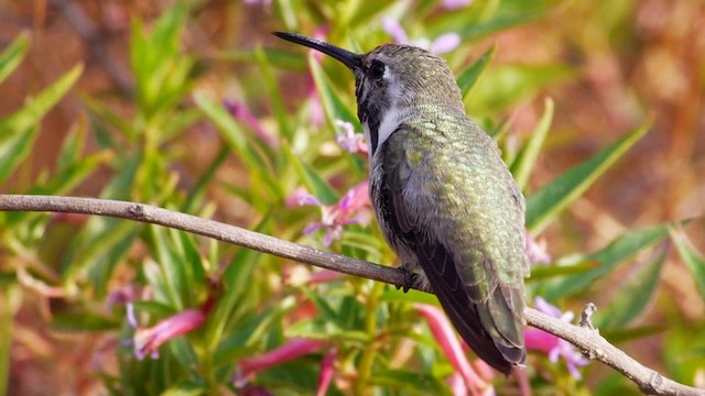 Costa's Hummingbird - ML201757771