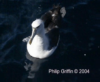White-capped Albatross (cauta) - ML201757941