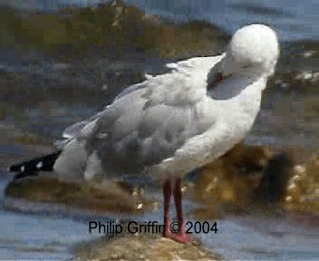 Silver Gull (Silver) - ML201758021