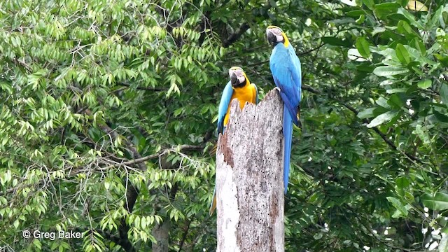 Blue-and-yellow Macaw - ML201758461