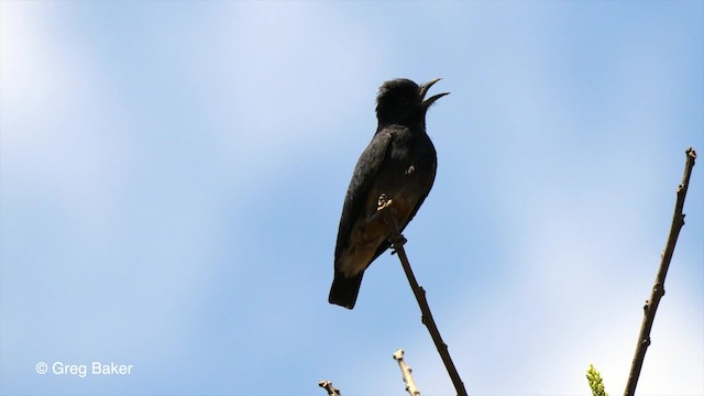 Swallow-winged Puffbird - ML201758491