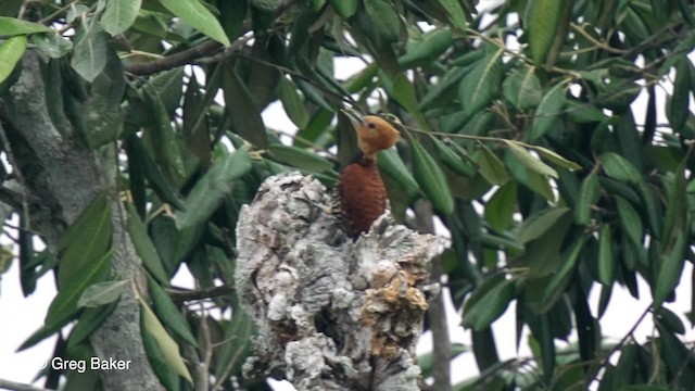Ringed Woodpecker (Amazonian Black-breasted) - ML201758781