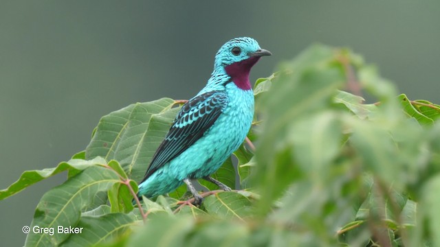  - Spangled Cotinga
