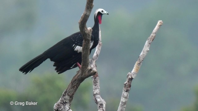 Red-throated Piping-Guan (White-crested) - ML201758881