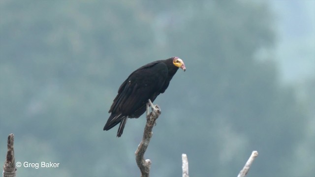 Greater Yellow-headed Vulture - ML201758931