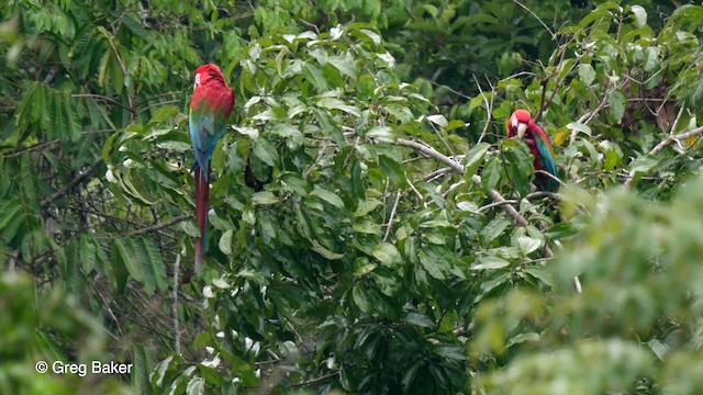 Red-and-green Macaw - ML201759011