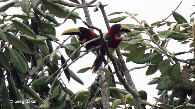 Red-necked Aracari (Western) - ML201759021