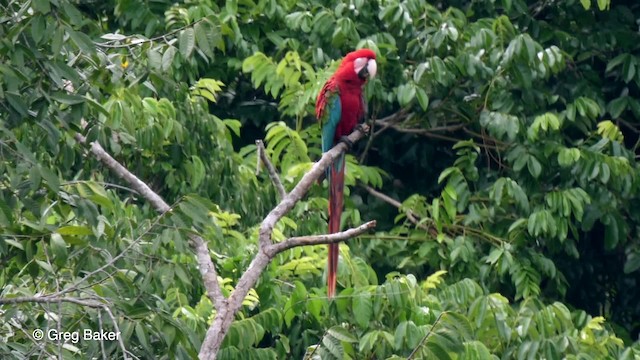 Red-and-green Macaw - ML201759061