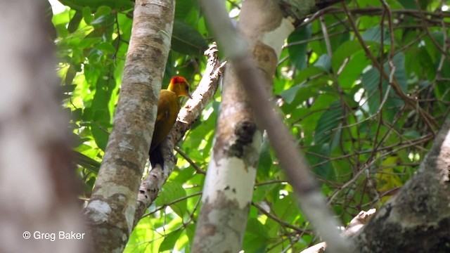 Yellow-throated Woodpecker - ML201759151