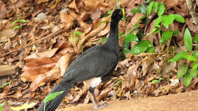Bare-faced Curassow (Bare-faced) - ML201759181