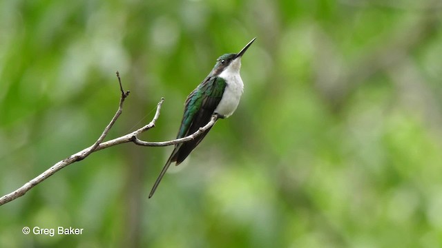 kolibřík černouchý - ML201759191