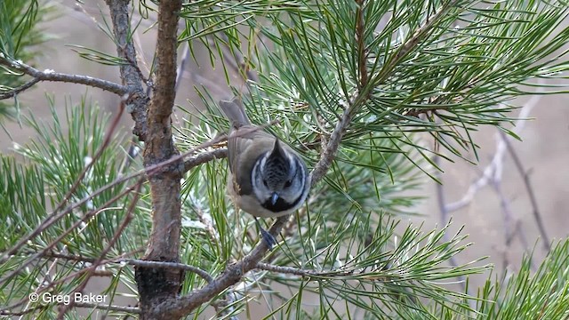 Crested Tit - ML201759251