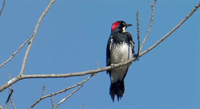 Acorn Woodpecker (Acorn) - ML201759381