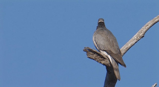 Pigeon à queue barrée (groupe fasciata) - ML201759481