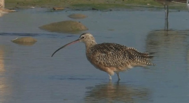 Long-billed Curlew - ML201759681