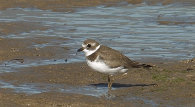 Semipalmated Plover - ML201759931