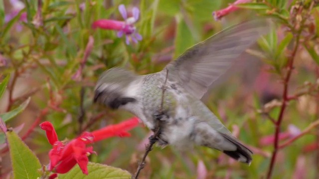 Costa's Hummingbird - ML201759941