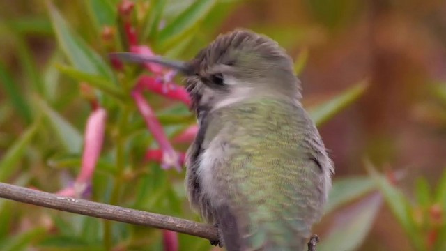 Costa's Hummingbird - ML201759951