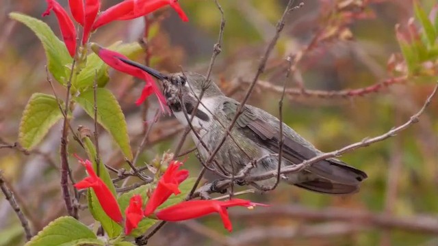 Costa's Hummingbird - ML201759961